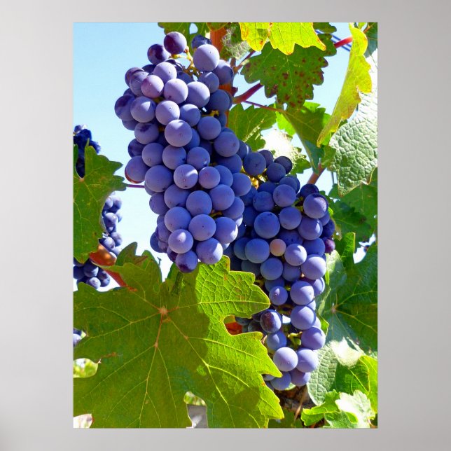 Vineyard Grapes Poster (Front)