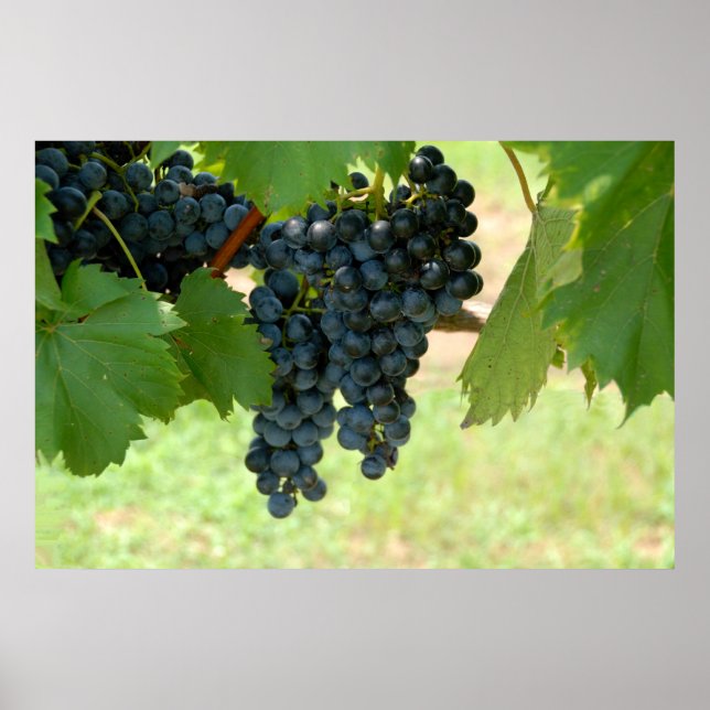 vineyard grapes poster (Front)