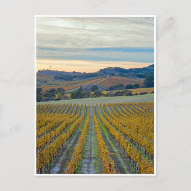 Vineyard Grapevnes in Autumn Postcard (Front)