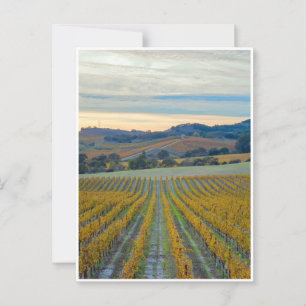Vineyard Grapevnes in Autumn Postcard