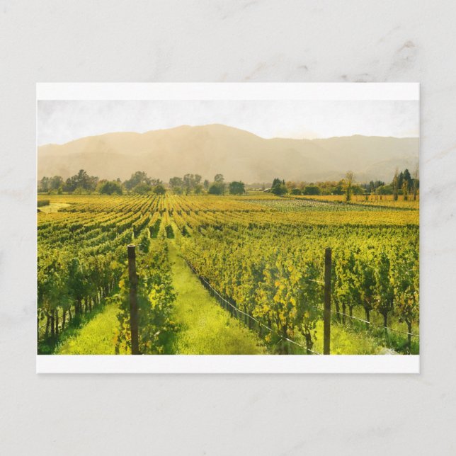 Vineyard in Autumn in Napa Valley California Postcard (Front)