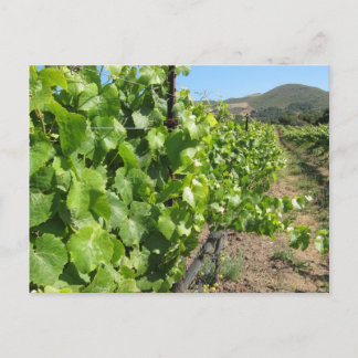Vineyard in Buellton California Postcard