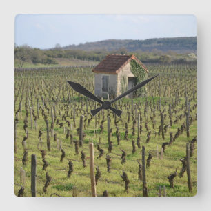 Vineyard in Burgundy France Square Wall Clock