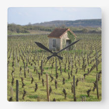 Vineyard in Burgundy France