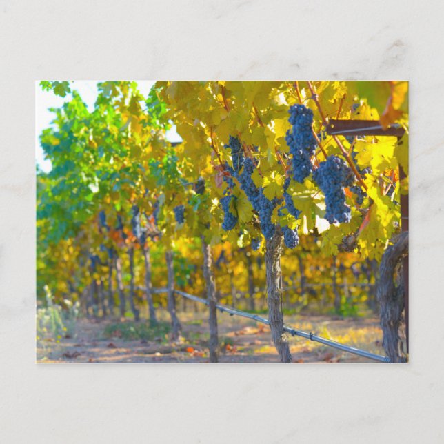 Vineyard in Napa Valley California Postcard (Front)