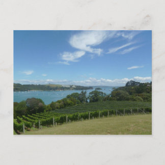 Vineyard in New Zealand Postcard