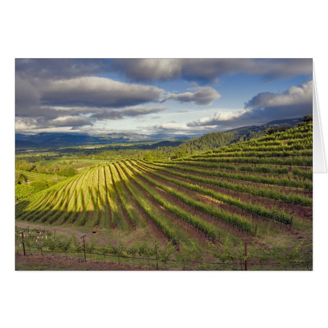 Vineyard. Napa Valley. Napa. Napa County, (Front Horizontal)