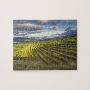 Vineyard. Napa Valley. Napa. Napa County, Jigsaw Puzzle