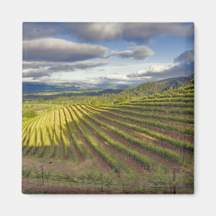 Vineyard. Napa Valley. Napa. Napa County, Magnet
