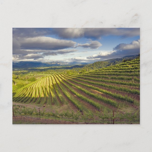 Vineyard. Napa Valley. Napa. Napa County, Postcard (Front)