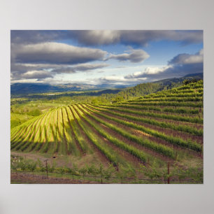 Vineyard. Napa Valley. Napa. Napa County, Poster