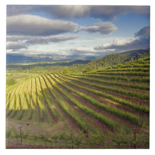 Vineyard. Napa Valley. Napa. Napa County, Tile