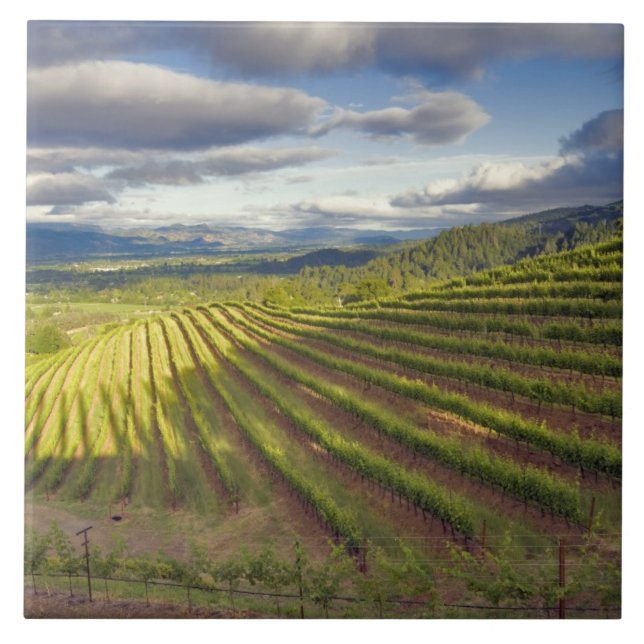 Vineyard. Napa Valley. Napa. Napa County, Tile (Front)