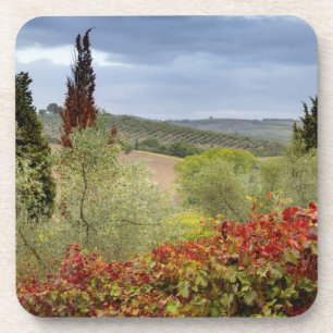 Vineyard near Montalcino, Tuscany, Italy Coaster