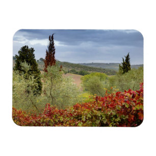 Vineyard near Montalcino, Tuscany, Italy Magnet