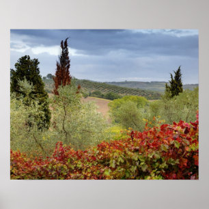 Vineyard near Montalcino, Tuscany, Italy Poster