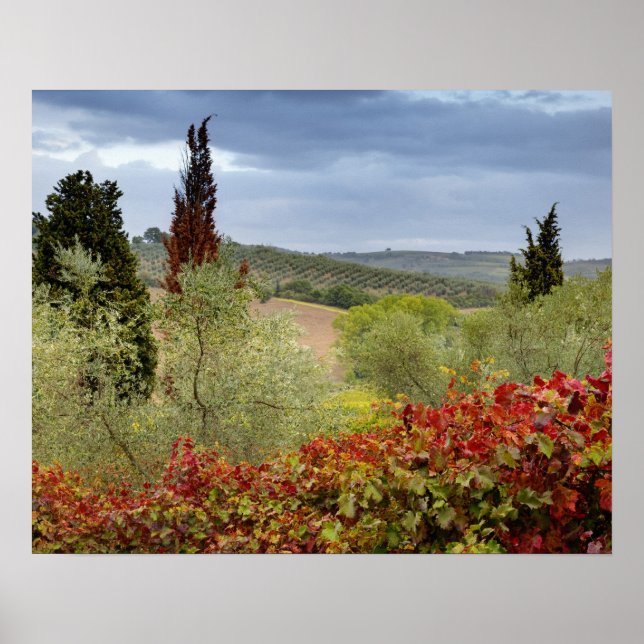 Vineyard near Montalcino, Tuscany, Italy Poster (Front)