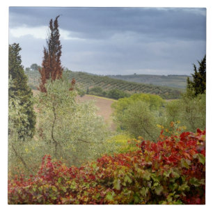 Vineyard near Montalcino, Tuscany, Italy Tile