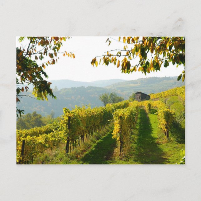 Vineyard Postcard (Front)