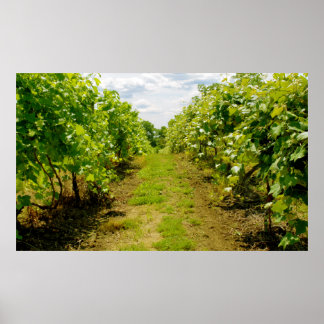 Vineyard Poster