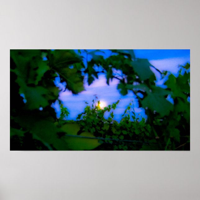 Vineyard Poster (Front)