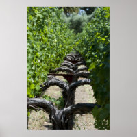 Vineyard Row of Grape Vines