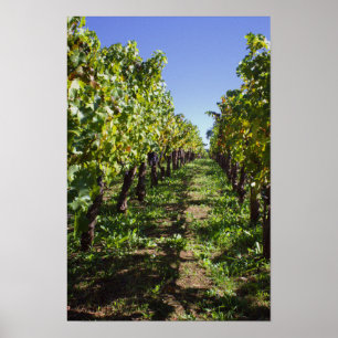 Vineyard Rows at Mondavi - Napa Valley Poster
