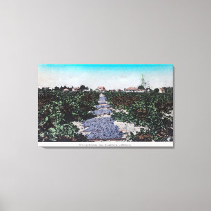Vineyard Scene of Grapes DryingKingsburg, CA Canvas Print