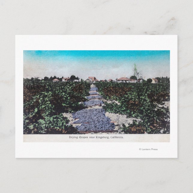 Vineyard Scene of Grapes DryingKingsburg, CA Postcard (Front)