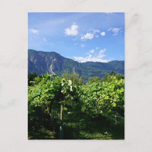 Vineyard southern BC, Canada Postcard (Front)