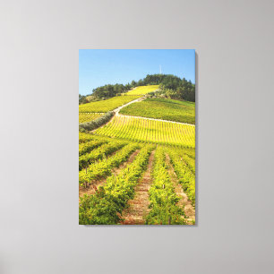 Vineyard, Stellenbosch, Western Cape Canvas Print