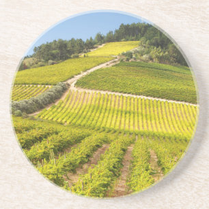 Vineyard, Stellenbosch, Western Cape Coaster
