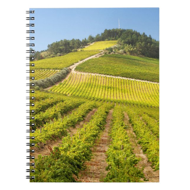 Vineyard, Stellenbosch, Western Cape Notebook (Front)