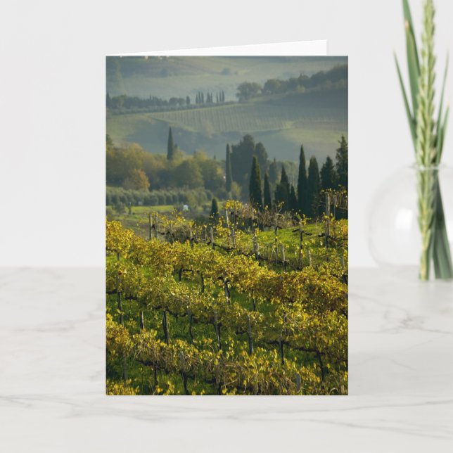 Vineyard, Tuscany, Italy Card (Front)
