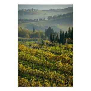 Vineyard, Tuscany, Italy Photo Print