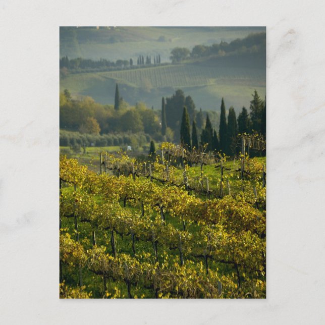 Vineyard, Tuscany, Italy Postcard (Front)