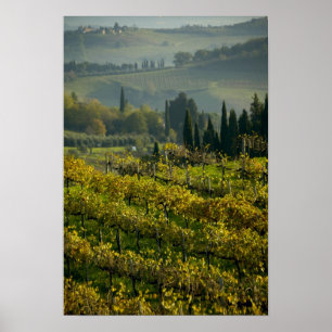 Vineyard, Tuscany, Italy Poster