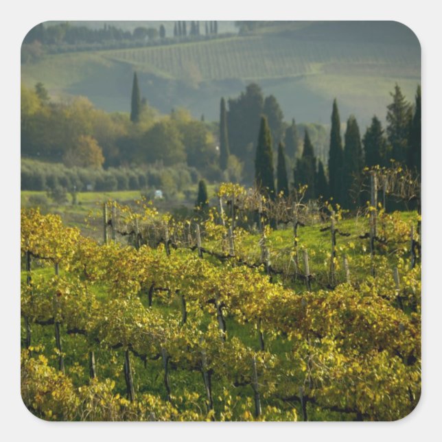 Vineyard, Tuscany, Italy Square Sticker (Front)
