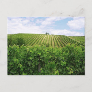 Vineyard - Vignoble Postcard