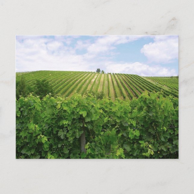Vineyard - Vignoble Postcard (Front)
