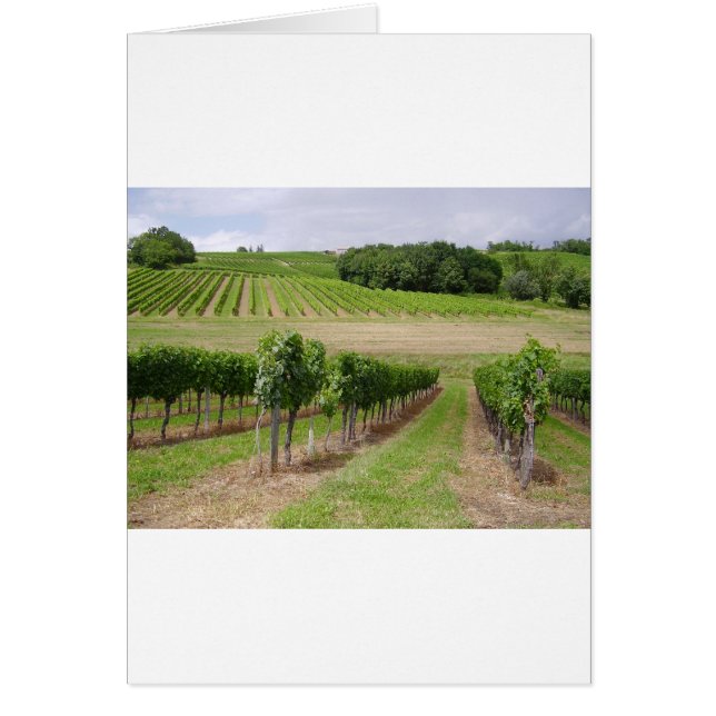 Vineyard - Vineyard (Bordeaux - France) 03 (Front)