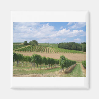 Vineyard - Vineyard (Bordeaux - France) 04 Magnet