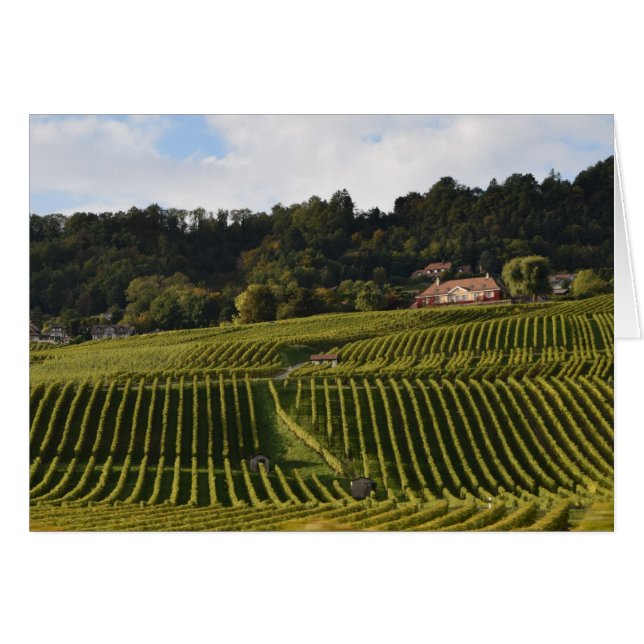 Vineyards at dusk (Front Horizontal)