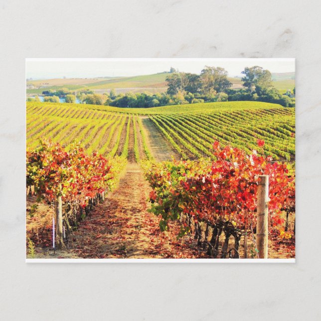 VINEYARDS.JPG POSTCARD (Front)