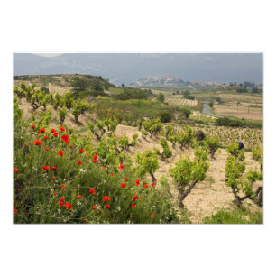 Vineyards near Laguardia, capital of La Rioja Photo Print
