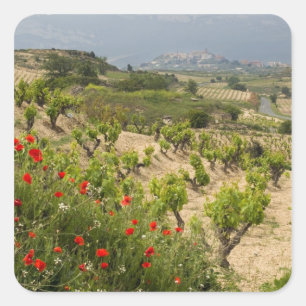 Vineyards near Laguardia, capital of La Rioja Square Sticker
