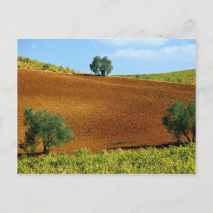Vineyards near Montilla, Andalusia, Spain at the C Postcard