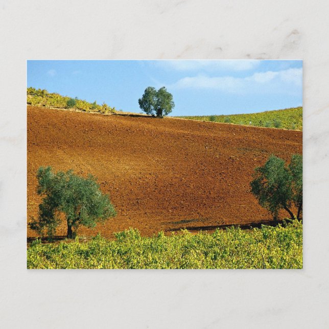Vineyards near Montilla, Andalusia, Spain at the C Postcard (Front)
