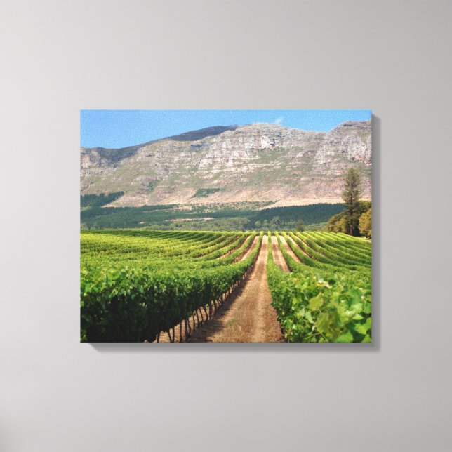 Vineyards Of Groot Constantia Wine Estate Canvas Print (Front)