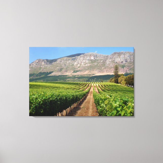 Vineyards Of Groot Constantia Wine Estate Canvas Print (Front)